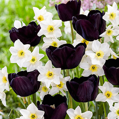 White daffodils with yellow cups bloom among tulips that are nearly black in color