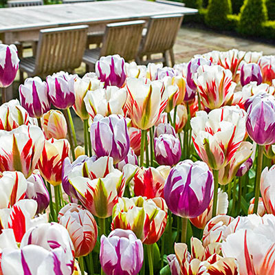 Tulips adorn a dining patio with their velvety white petals accented by flames of either red, purple or a mix of both colors