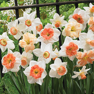Mix of white daffodils with double or trumpet-shaped cups in diverse hues of pink