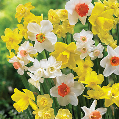 Mix of yellow and white daffodils with double or trumpet-shaped cups of same or contrasting hues of yellow, pink or orange