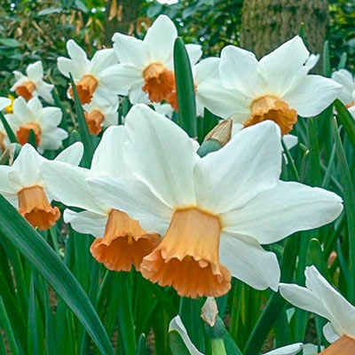 Large-Cupped Daffodil Accent