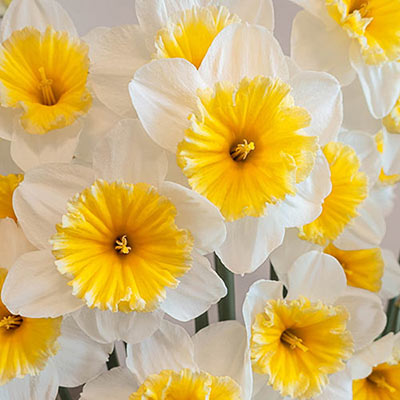 Large-Cupped Daffodil Slim Whitman