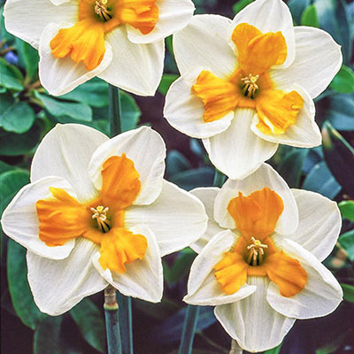 Split-Corona Daffodil Tricollet 