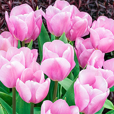 Cluster of tulips with petals that blend from a velvety pink at their centers to a creamy white at their edges