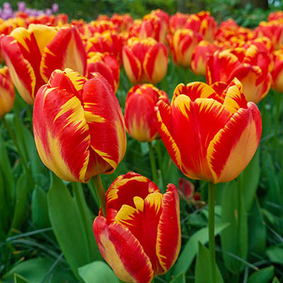 Yellow, upright, bell-shaped tulips accented with a fiery red color that creates a feathery look as it moves toward the edges