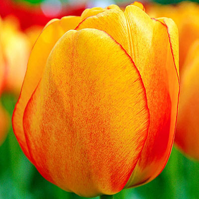 Darwin Hybrid Tulip Blushing Apeldoorn 