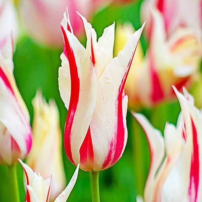 Closeup of an elegant, vase-shaped tulip with a narrow red flame rising through the middle of each creamy white petal