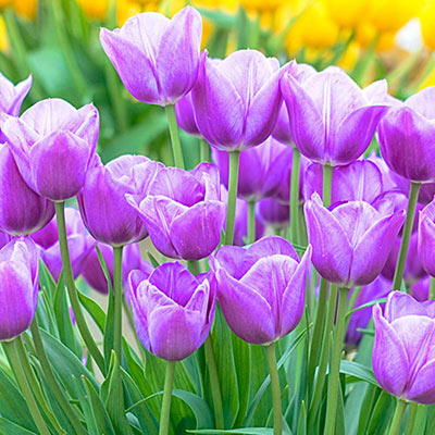 Late-Flowering Tulip Violet Beauty