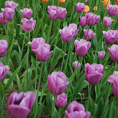 Late-Flowering Tulip Violet Beauty