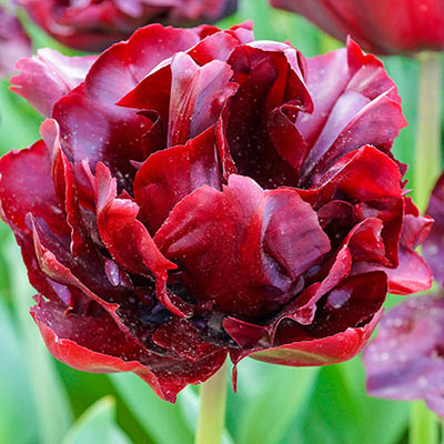 Closeup view of a double-flowered tulip bloom with layers of velvety, deep purple-red petals and the look of a lush peony