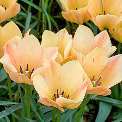 Cluster of open, wildflower-type tulips in a peachy apricot color with pale yellow petals brushed in shades of pink