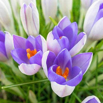 Trio of crocus blooms displays orange stamens, purple inner petals and outer petals with purple faces and white undersides