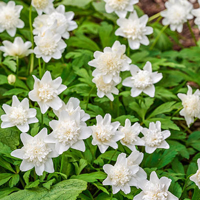 Closeup of white, double-flowered wood anemones blooming above loose mounds of rich green leaves