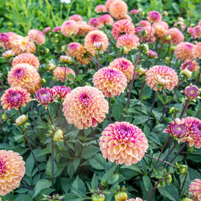 Ball Dahlia Palmares