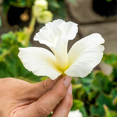 Daffodil Begonia Mix