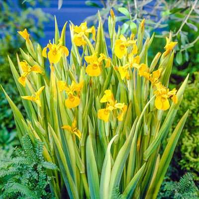 Variegated Yellow Flag Iris