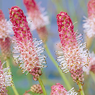 Pink Tanna Bottlebrush Plant