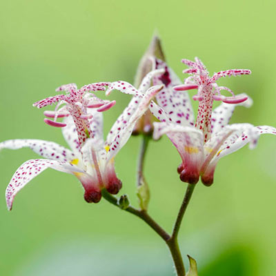 Toad Lily