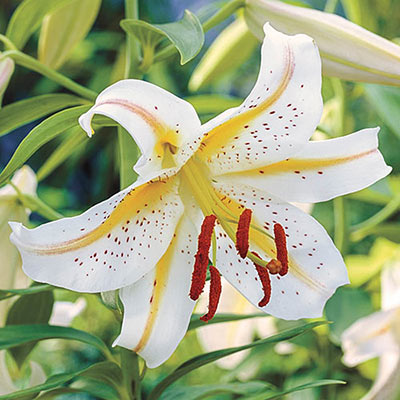 Oriental Lily Garden Party - Spring Bulbs | K. van Bourgondien