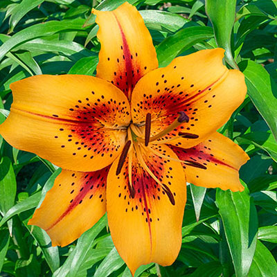 Closeup of a single, orange-yellow Oriental lily bloom with red flames and maroon speckles bursting from its center