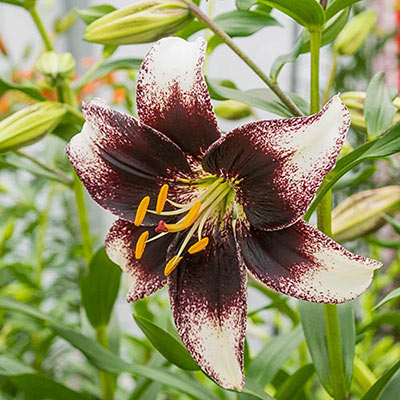 Closeup of a white Asiatic lily generously speckled and banded at the center in a deep purple color