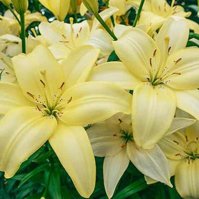 Cluster of Asiatic lilies with velvety, pale yellow petals that gently reflex backward