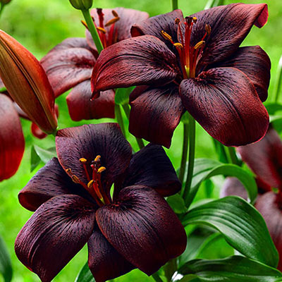 Closeup of two Asiatic lilies with dark maroon-red petals that reflex backward