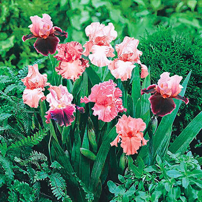 Nine pink irises blooming in flower bed, some in solid pink hues and others with light pink standards and dark pink falls