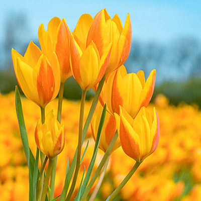 Specialty Tulip Sunshine Family