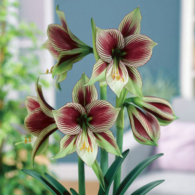 Butterfly Amaryllis Papilio