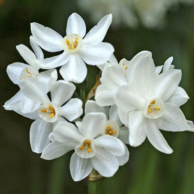 Paperwhite Narcissus Inbal