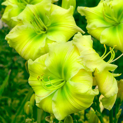 Daylily Tequila and Lime