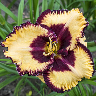 Daylily Open My Eyes