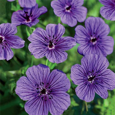 Hardy Geranium Daily Purple<sup>®</sup>