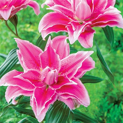 Double Lily Roselily Isabella®