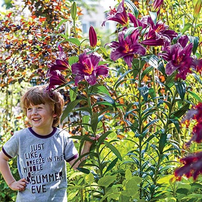 Giant Hybrid Lily Purple Prince