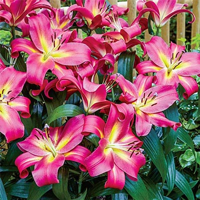 Giant Hybrid Lily Empoli