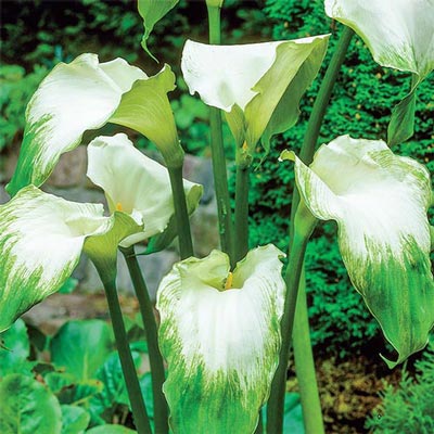 Free-Flowering Hybrid Calla Lily Green Goddess