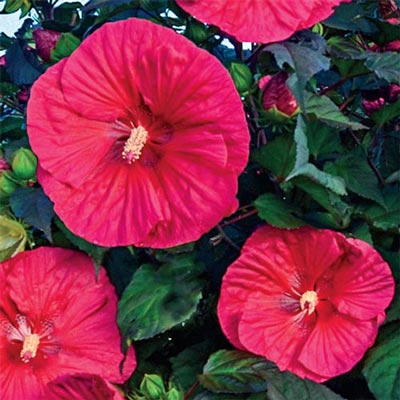 Hibiscus Mars Madness