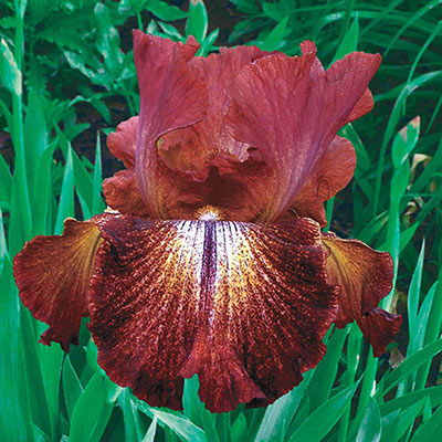 Reblooming German Iris Paprika Fono's