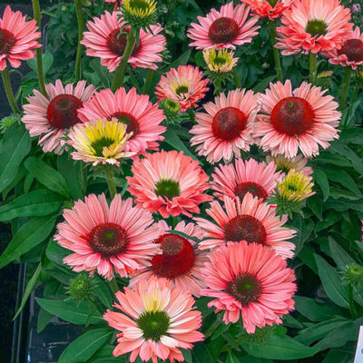 Echinacea SunSeekers Salmon®