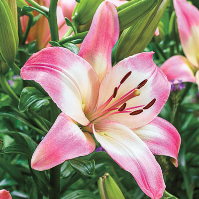 Asiatic Lily Levi