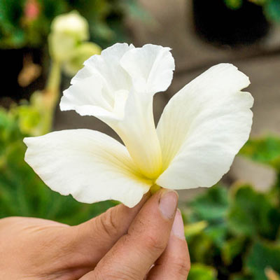 Daffodil Begonia White