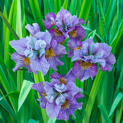 Siberian Iris Mad Hat