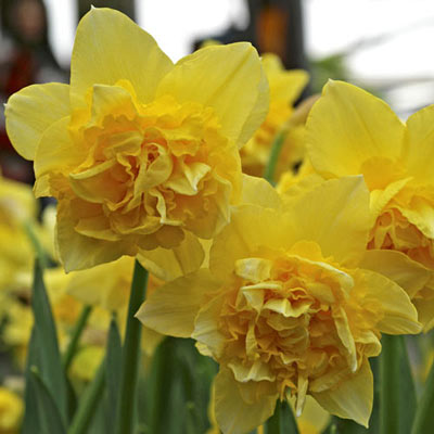 Select Double Daffodil Collection
