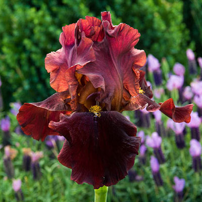 German Iris Red Riches