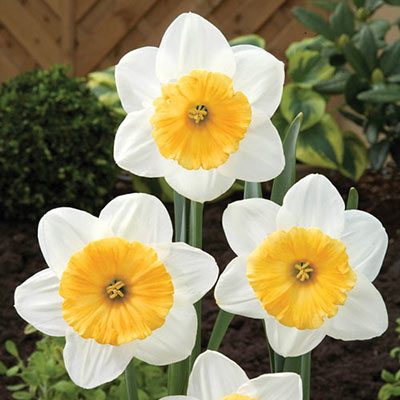 Large Cupped Daffodil Fragrant Breeze