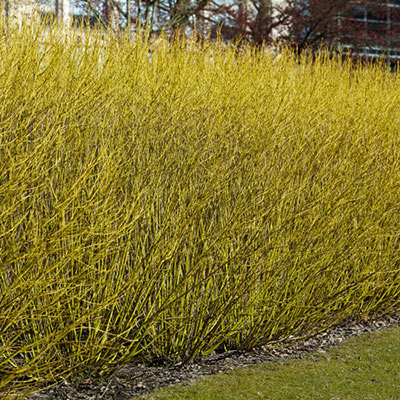 Budd's Yellow Dogwood Hedge