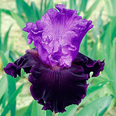 German Iris Dangerous Liaison