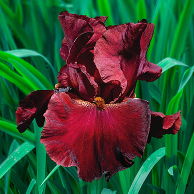 German Iris Red Masterpiece